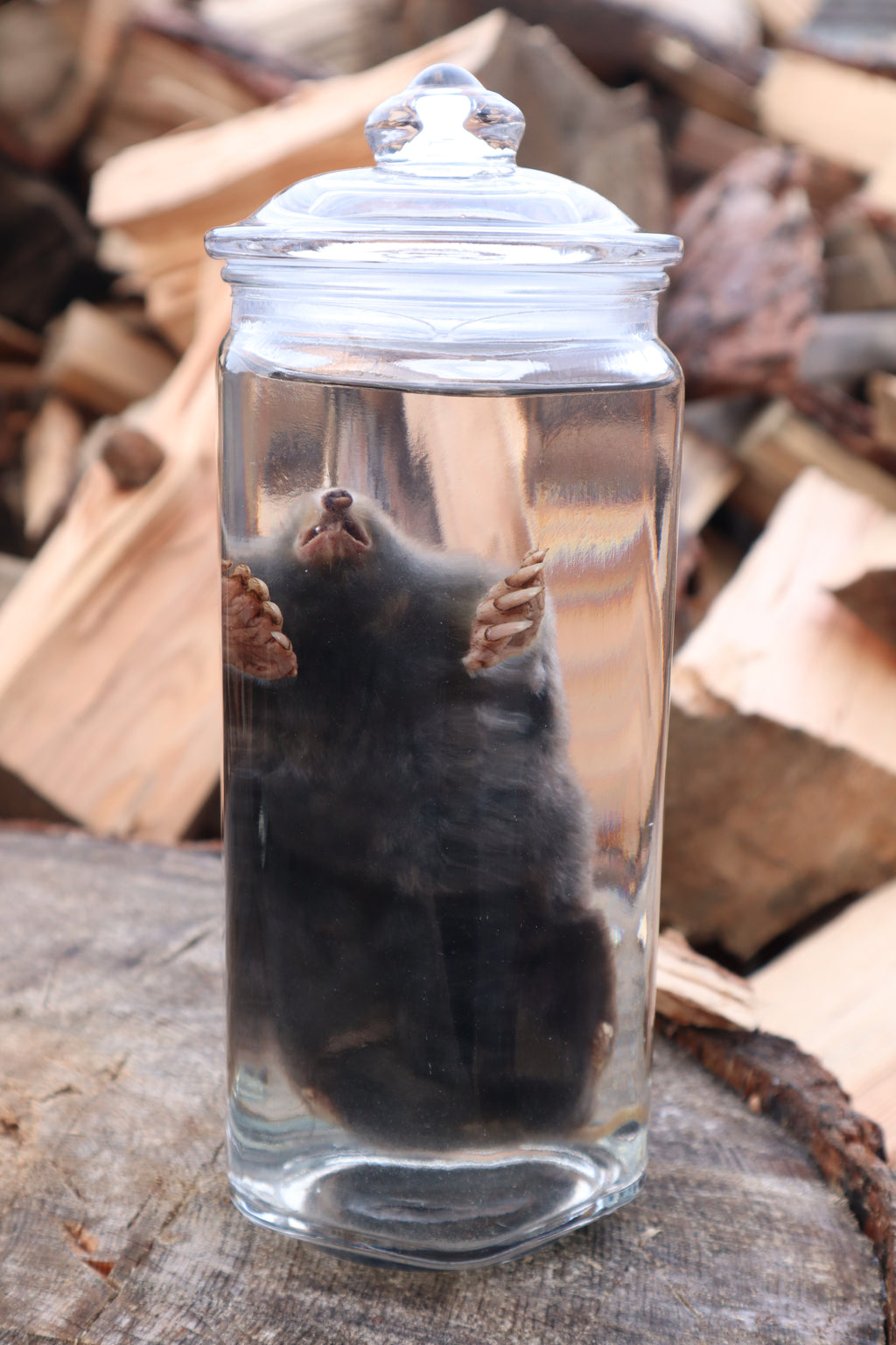 Mole Wet Specimen