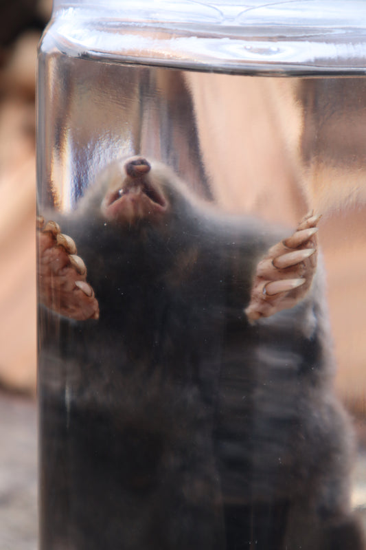 Mole Wet Specimen
