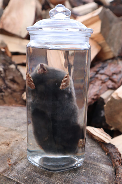 Mole Wet Specimen
