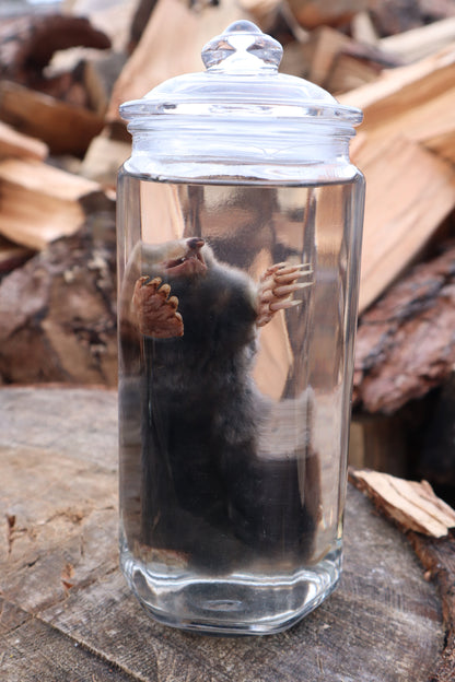Mole Wet Specimen