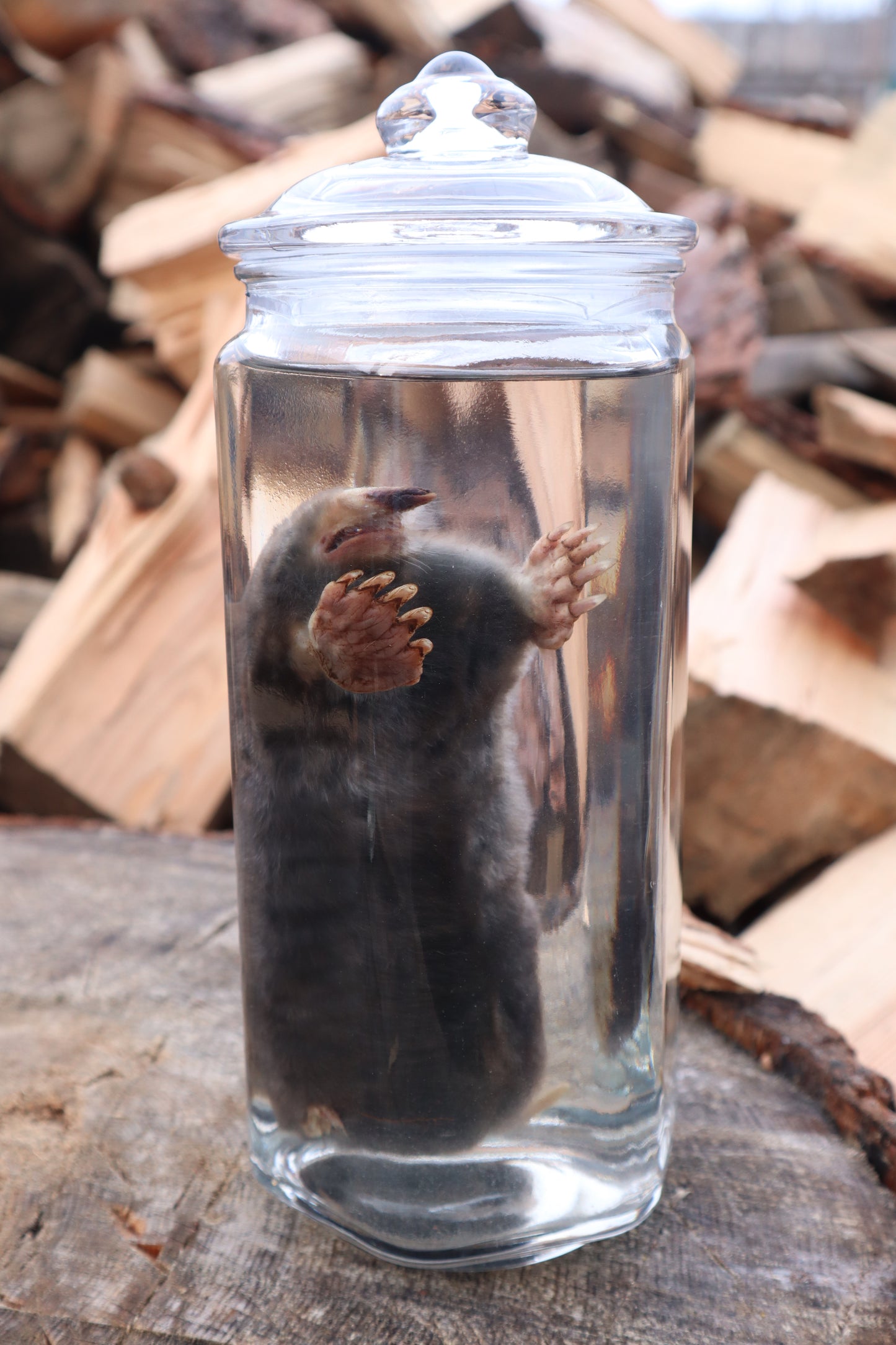 Mole Wet Specimen