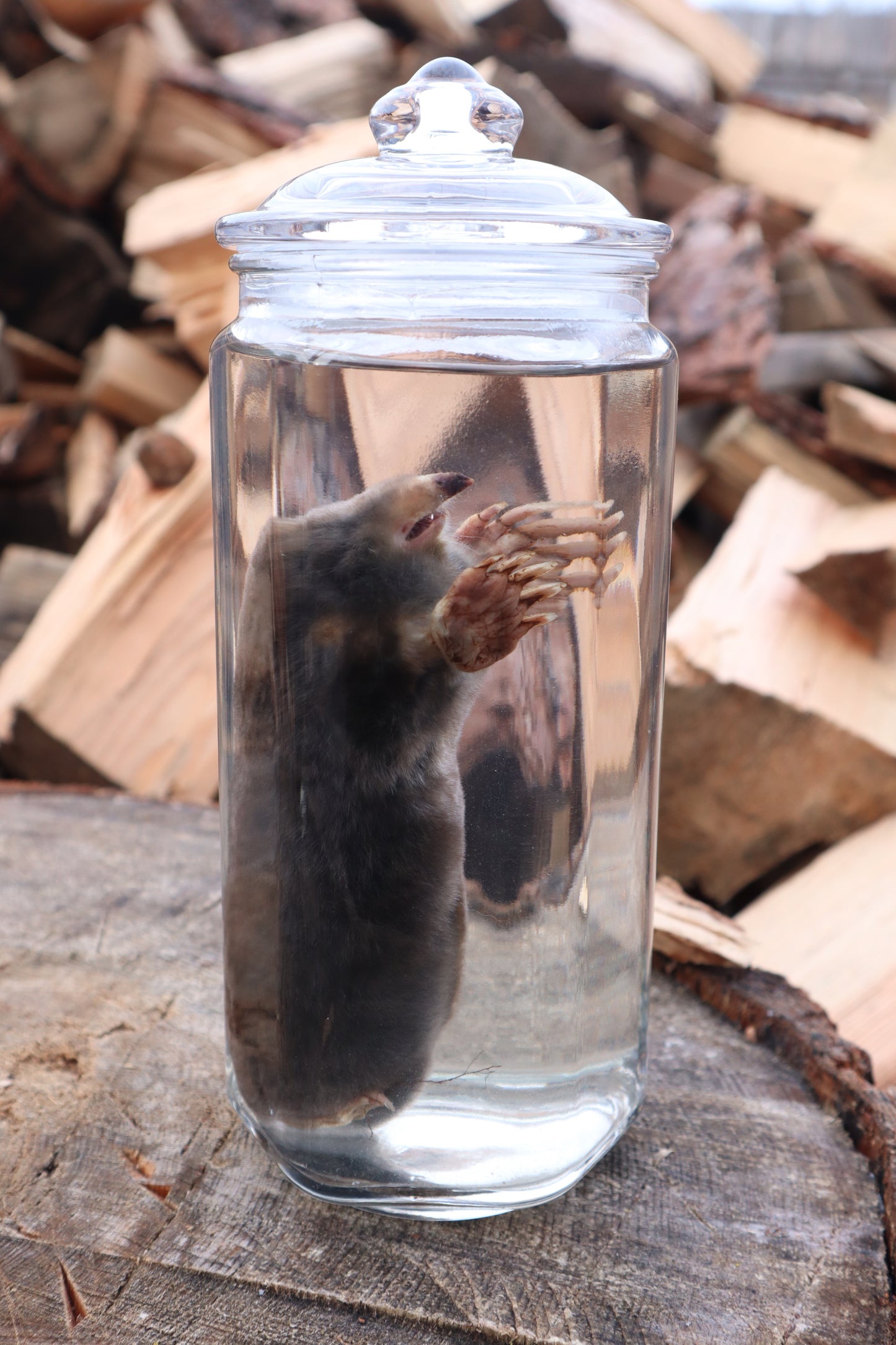 Mole Wet Specimen