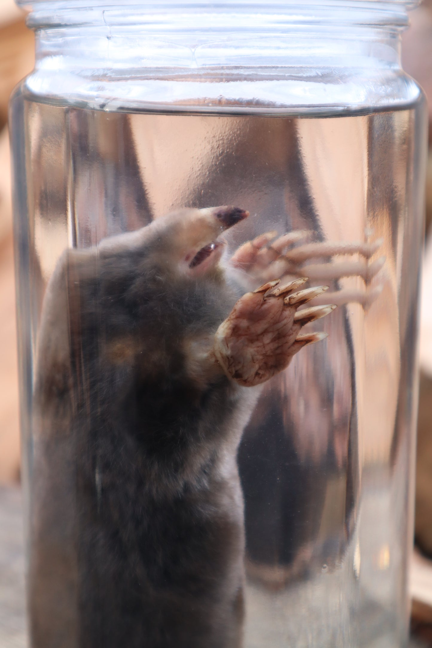 Mole Wet Specimen