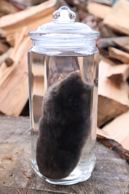 Mole Wet Specimen
