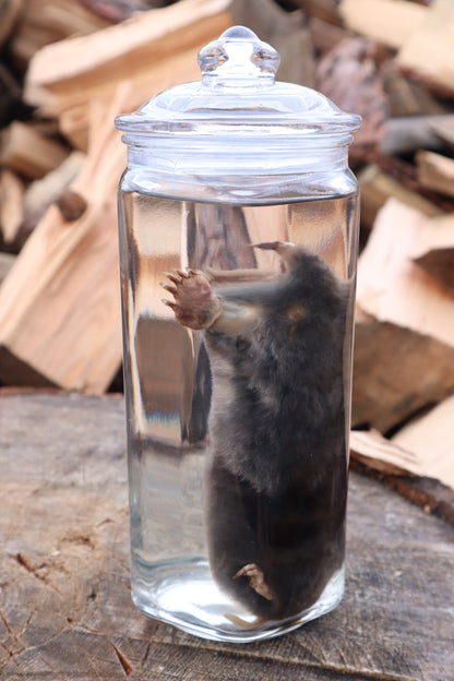 Mole Wet Specimen