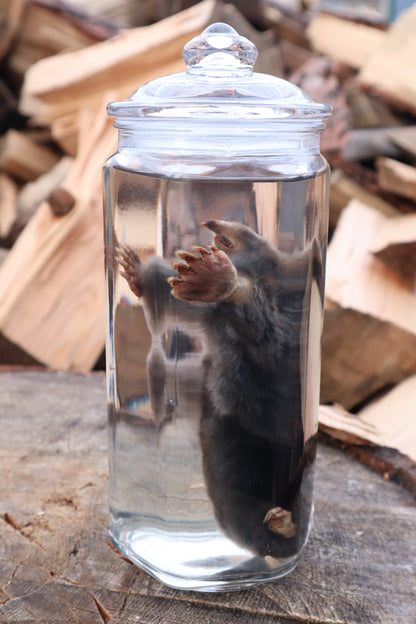 Mole Wet Specimen