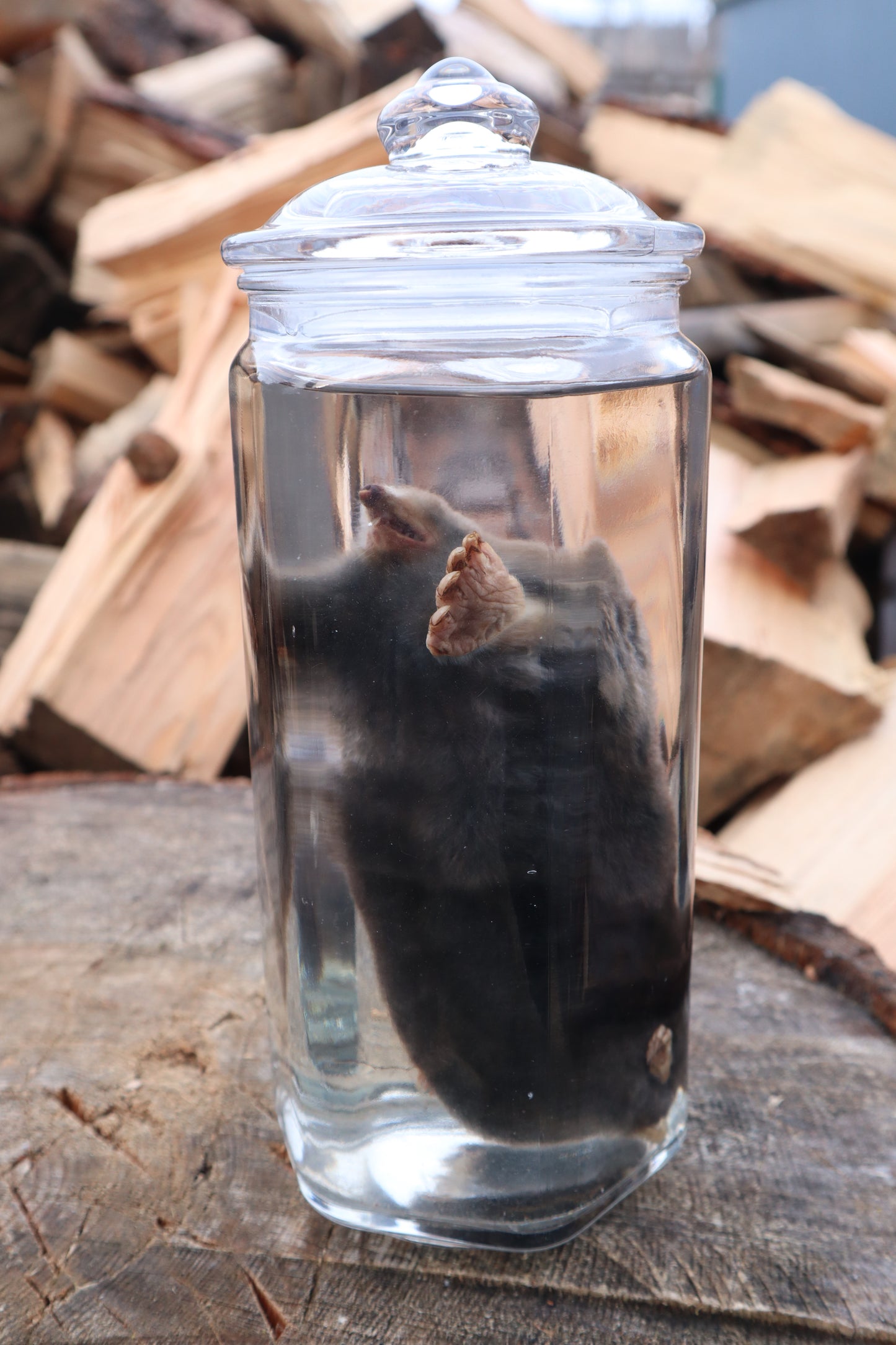 Mole Wet Specimen