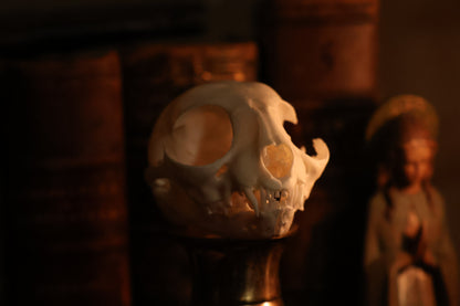 Pathological Kitten Skull