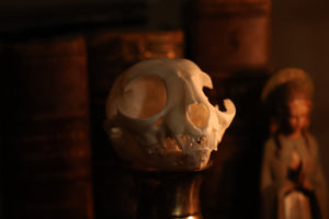 Pathological Kitten Skull