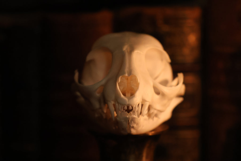 Pathological Kitten Skull