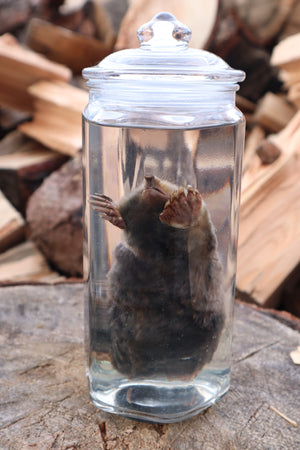 Mole Wet Specimen