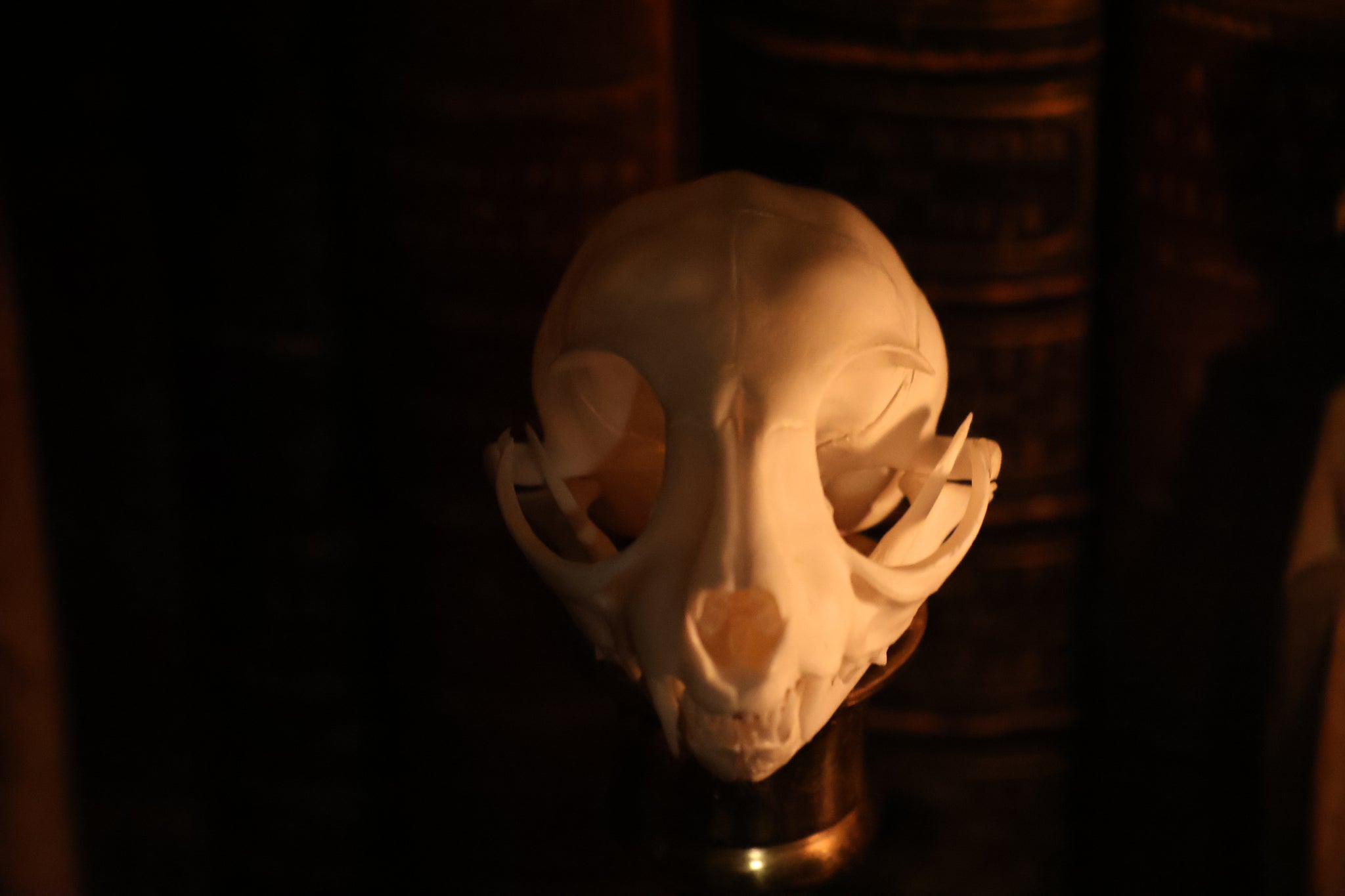 Pathological Kitten Skull