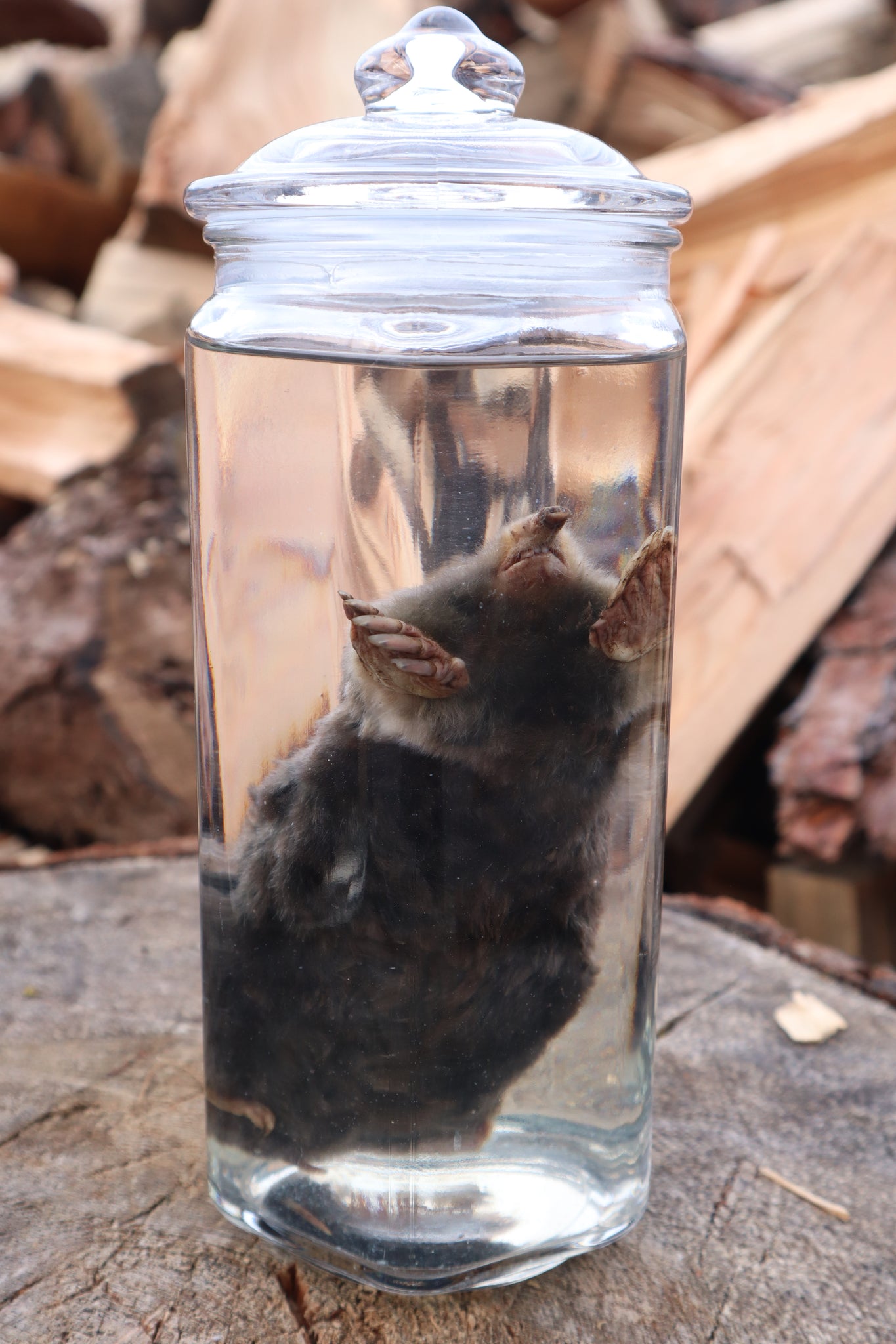 Mole Wet Specimen