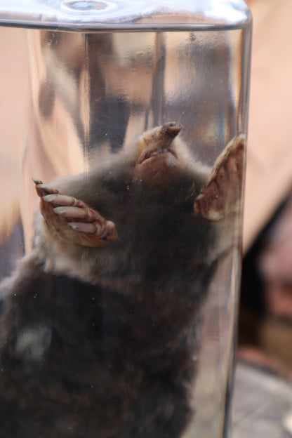 Mole Wet Specimen