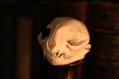 Pathological Kitten Skull