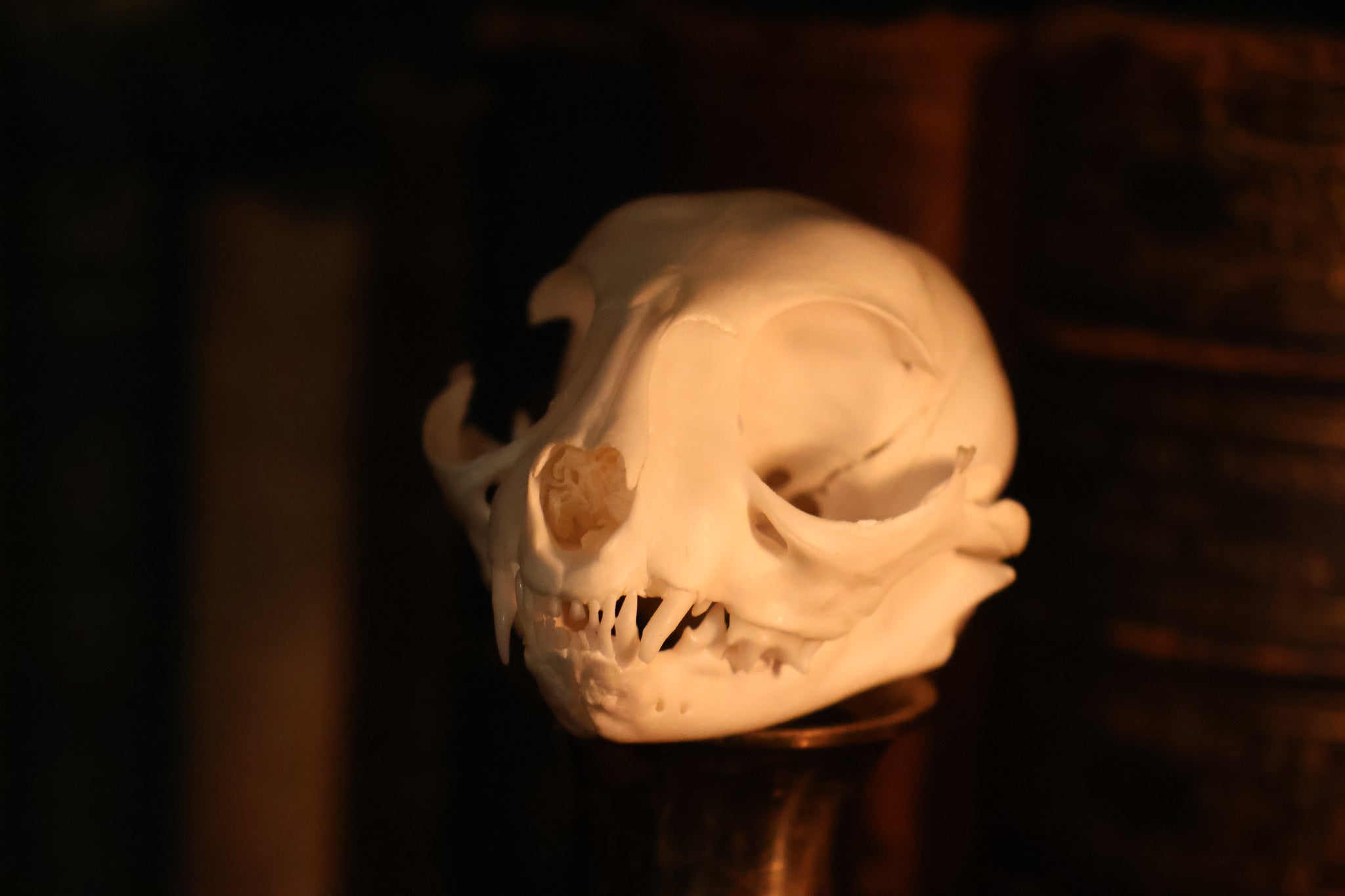Pathological Kitten Skull