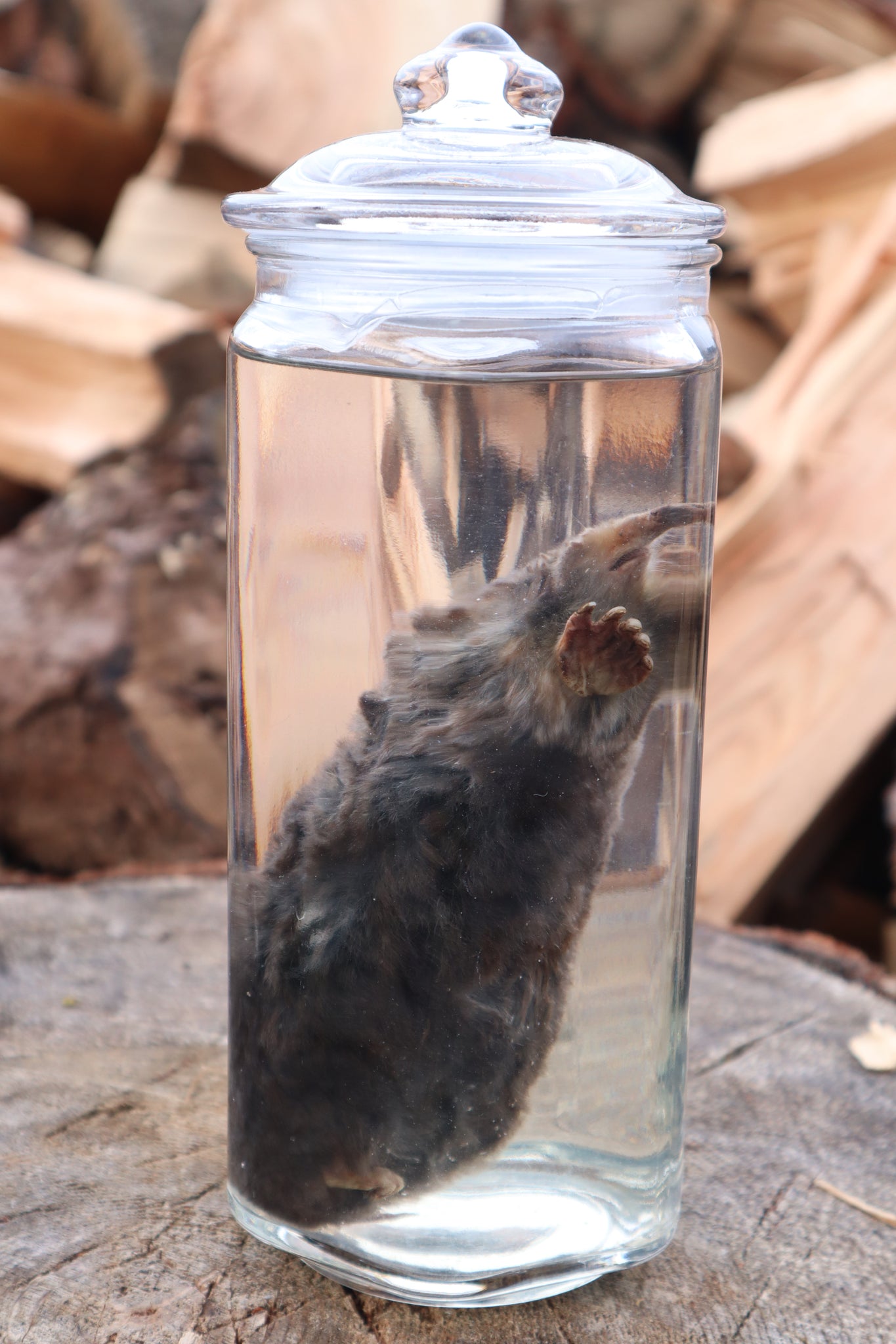 Mole Wet Specimen