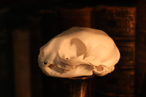 Pathological Kitten Skull