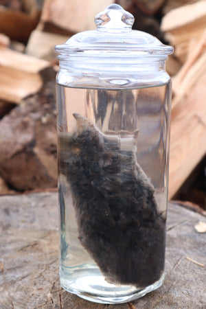 Mole Wet Specimen