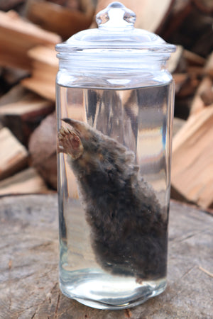 Mole Wet Specimen