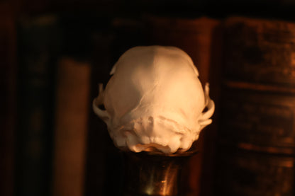 Pathological Kitten Skull