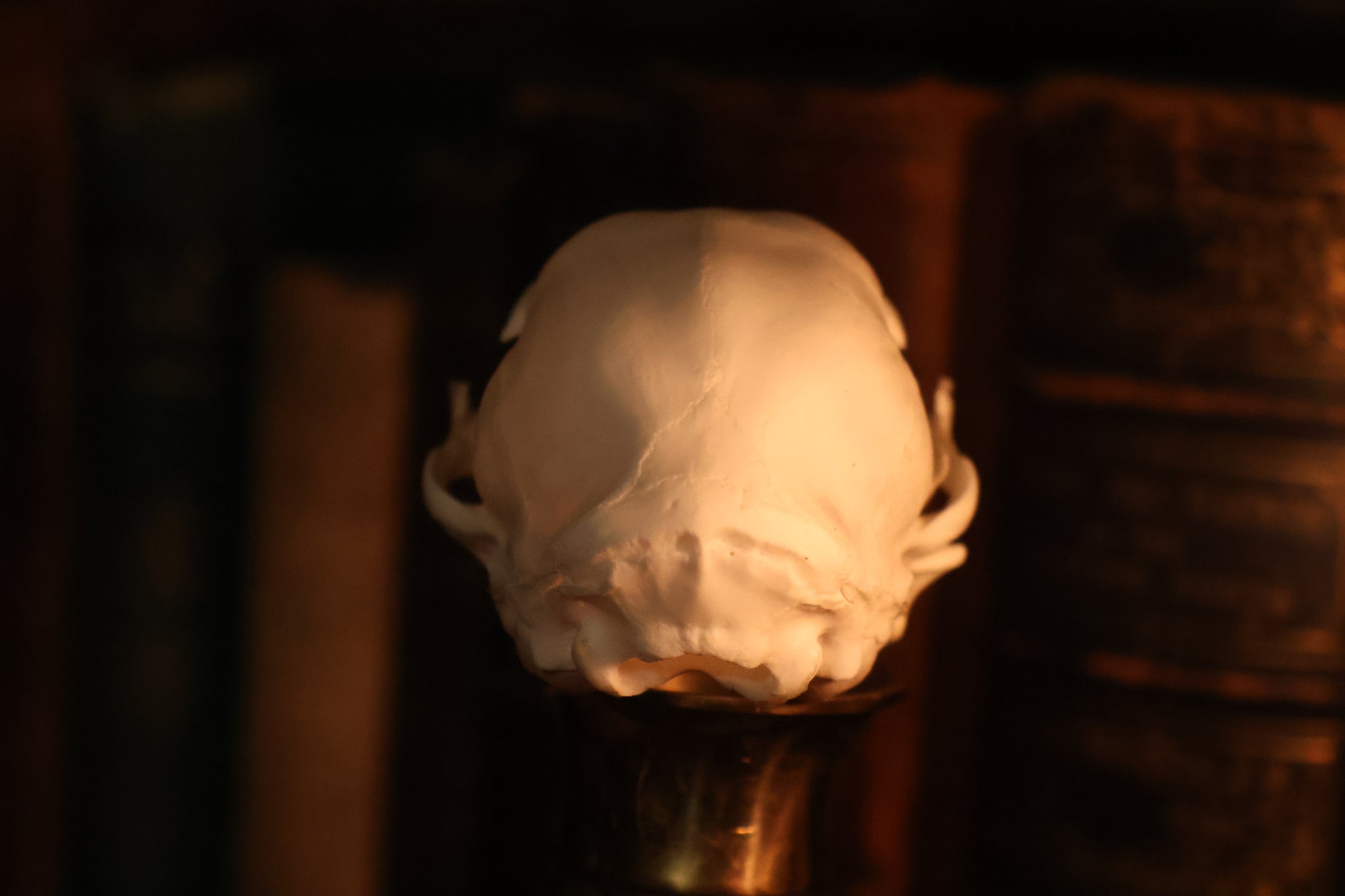 Pathological Kitten Skull