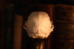 Pathological Kitten Skull