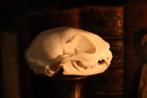 Pathological Kitten Skull