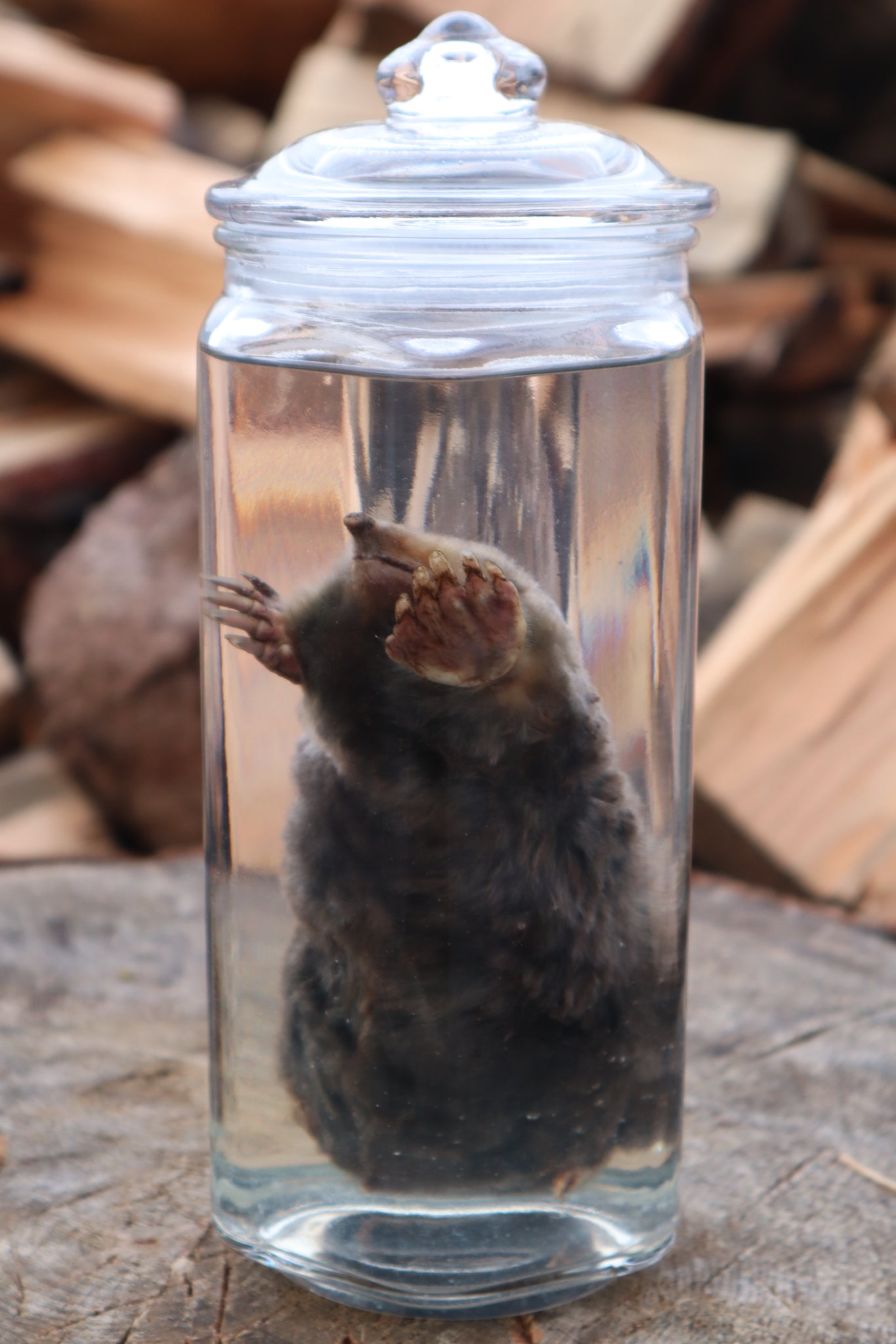 Mole Wet Specimen