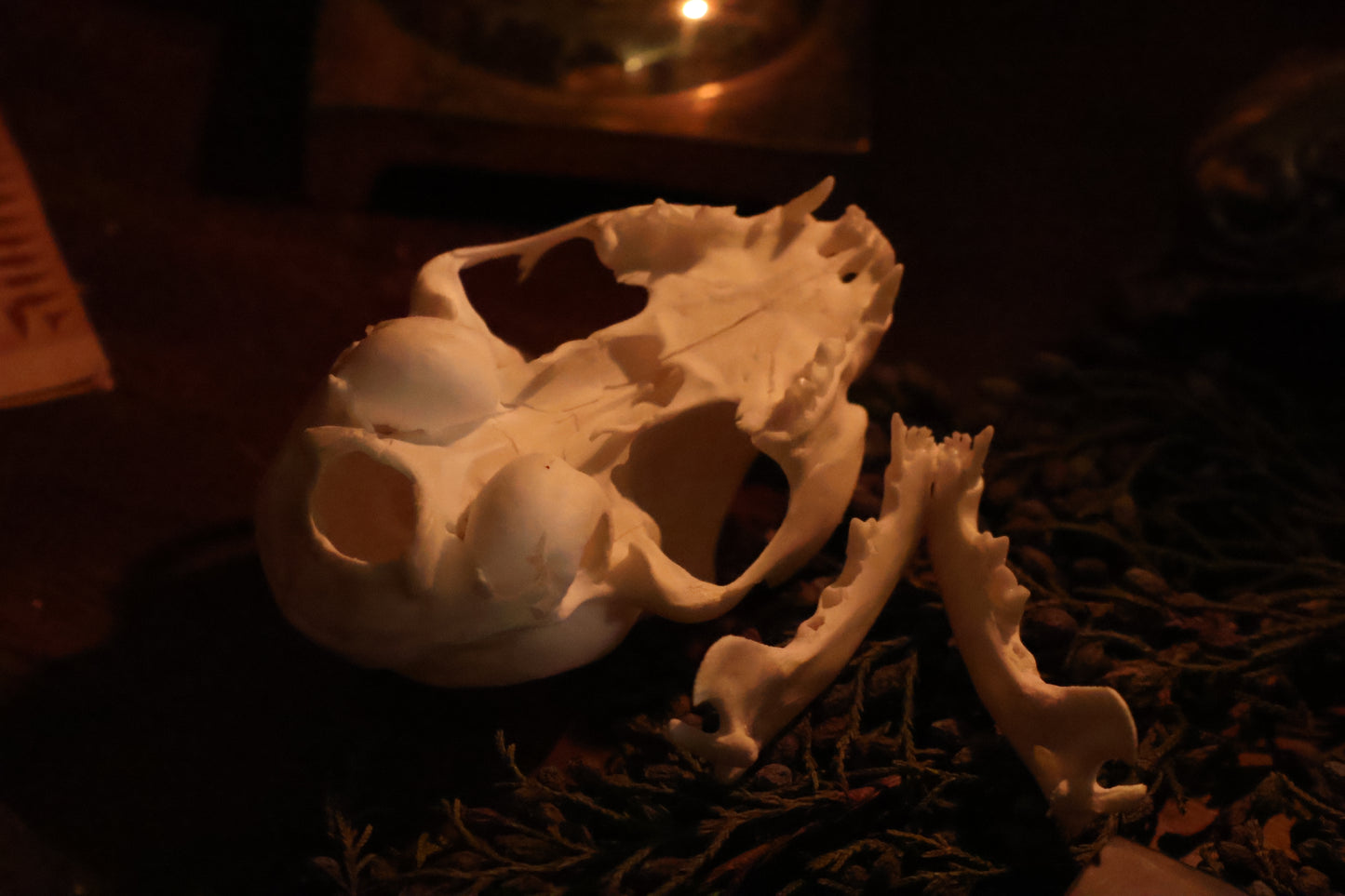 Pathological Kitten Skull