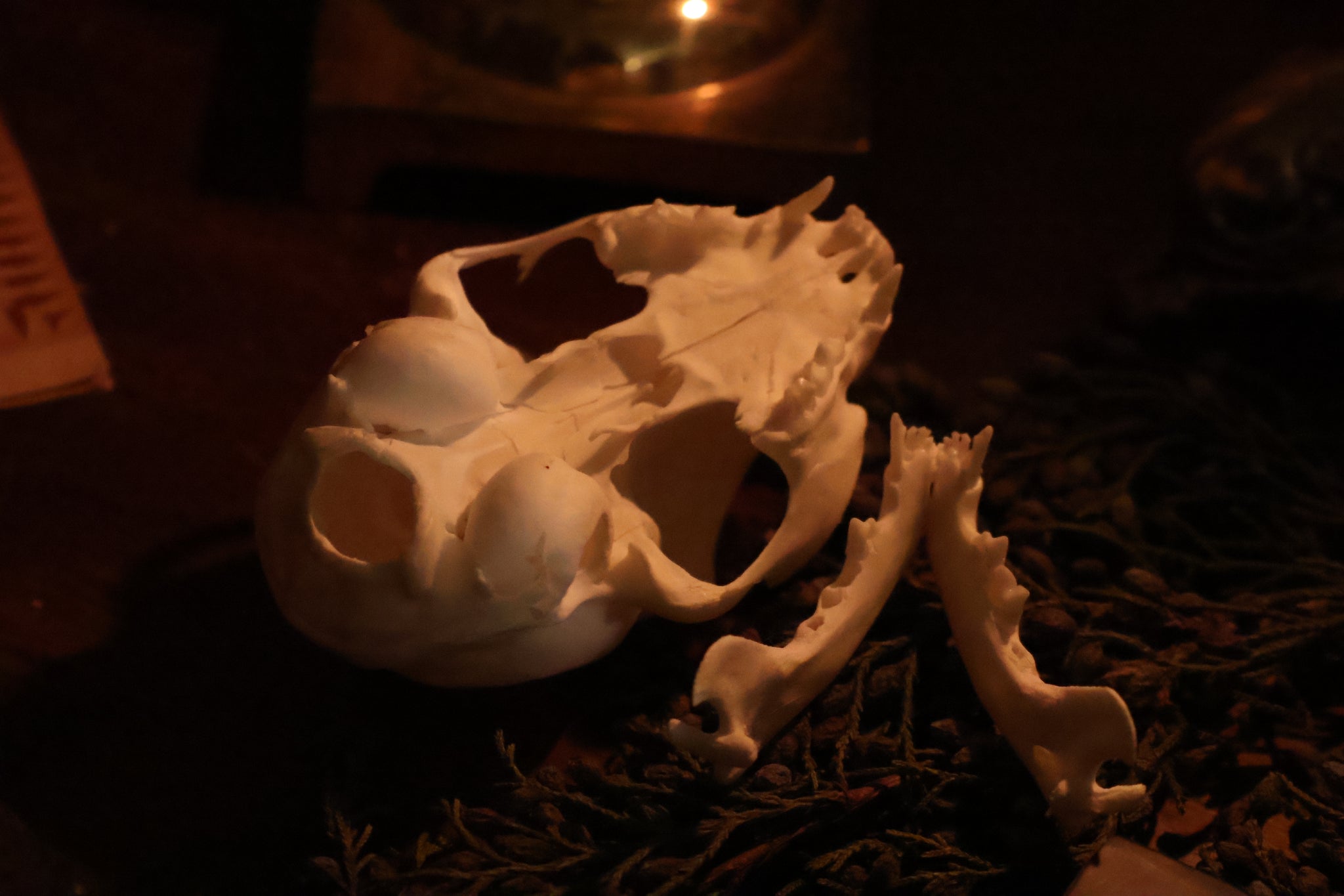 Pathological Kitten Skull