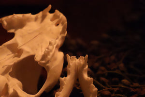 Pathological Kitten Skull