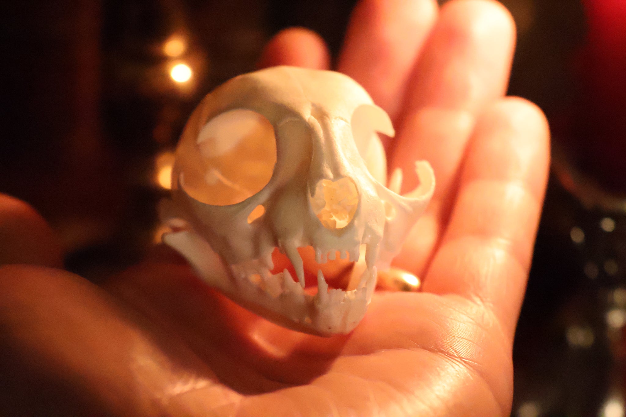 Pathological Kitten Skull