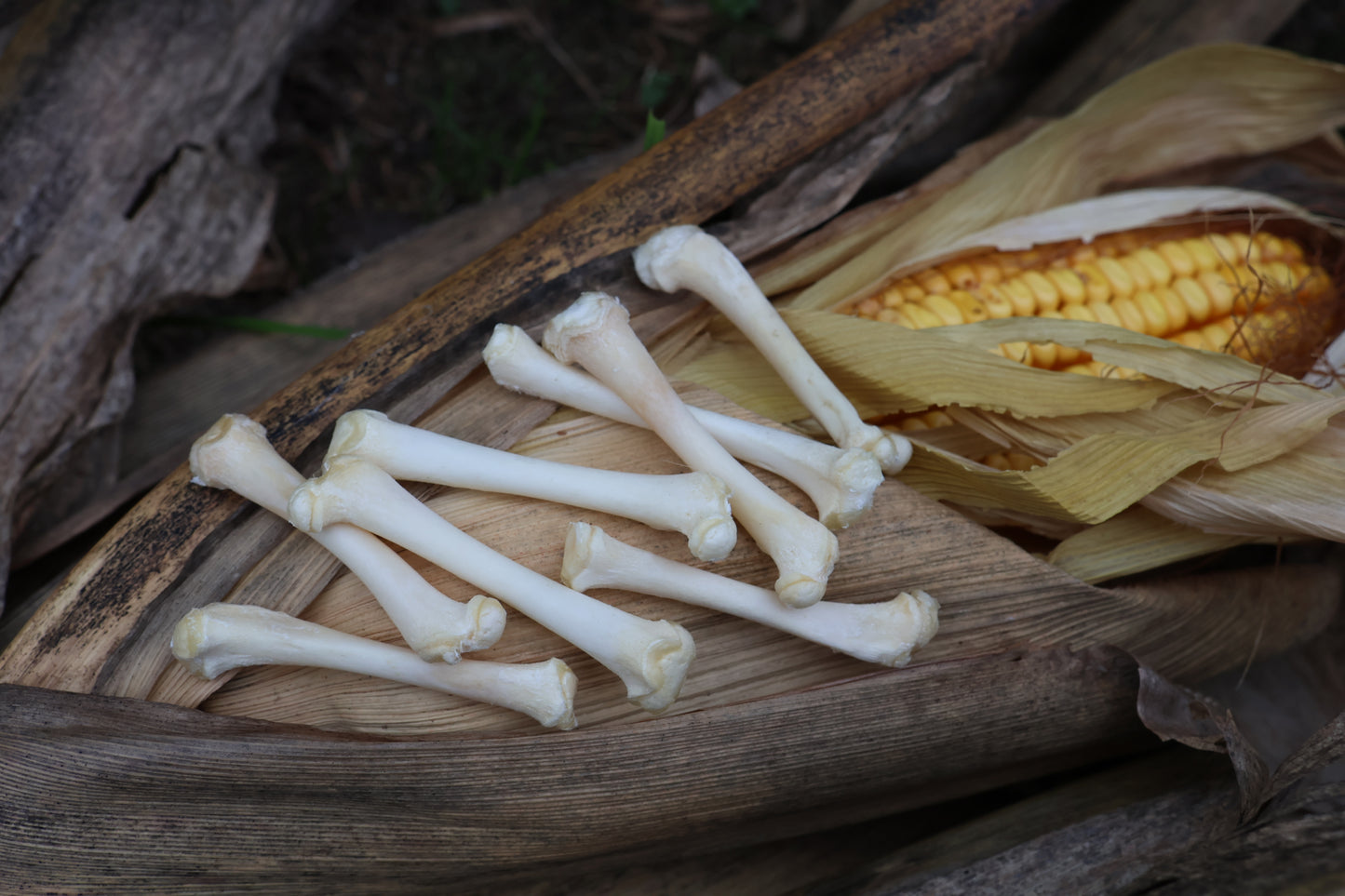 Kitten Bone Lot