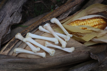 Kitten Bone Lot