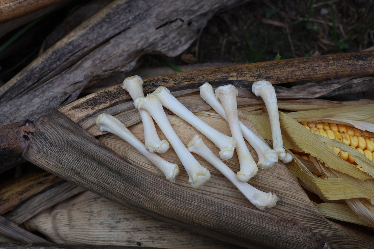 Kitten Bone Lot