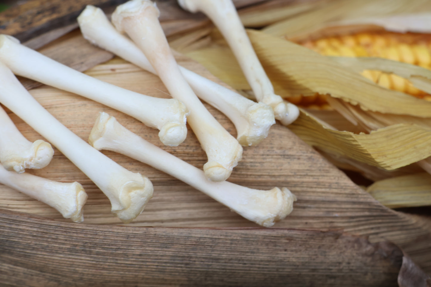 Kitten Bone Lot