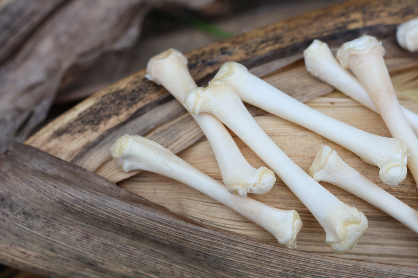 Kitten Bone Lot