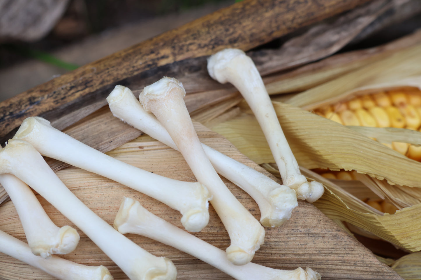 Kitten Bone Lot