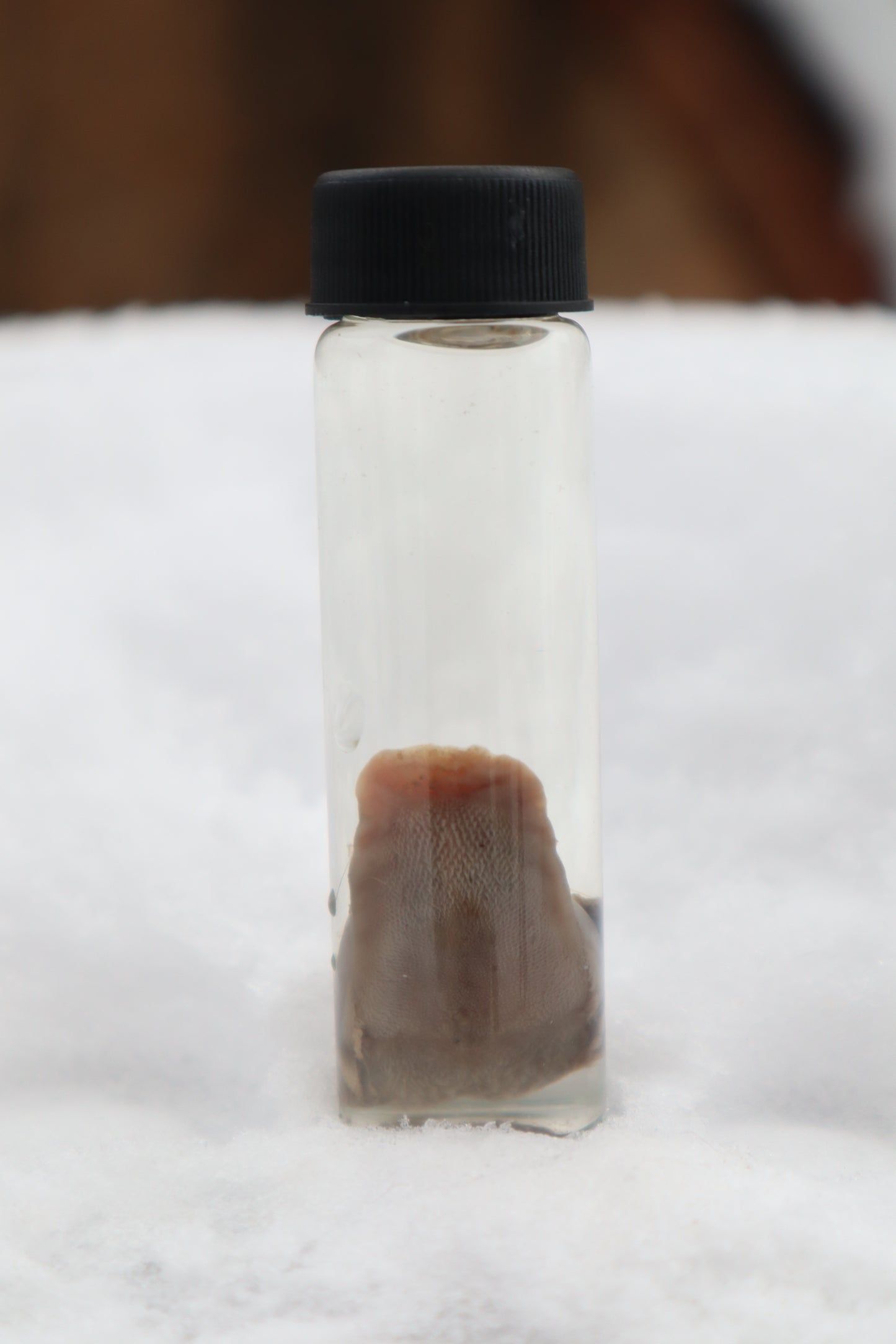 Kitten Tongue Wet Specimen