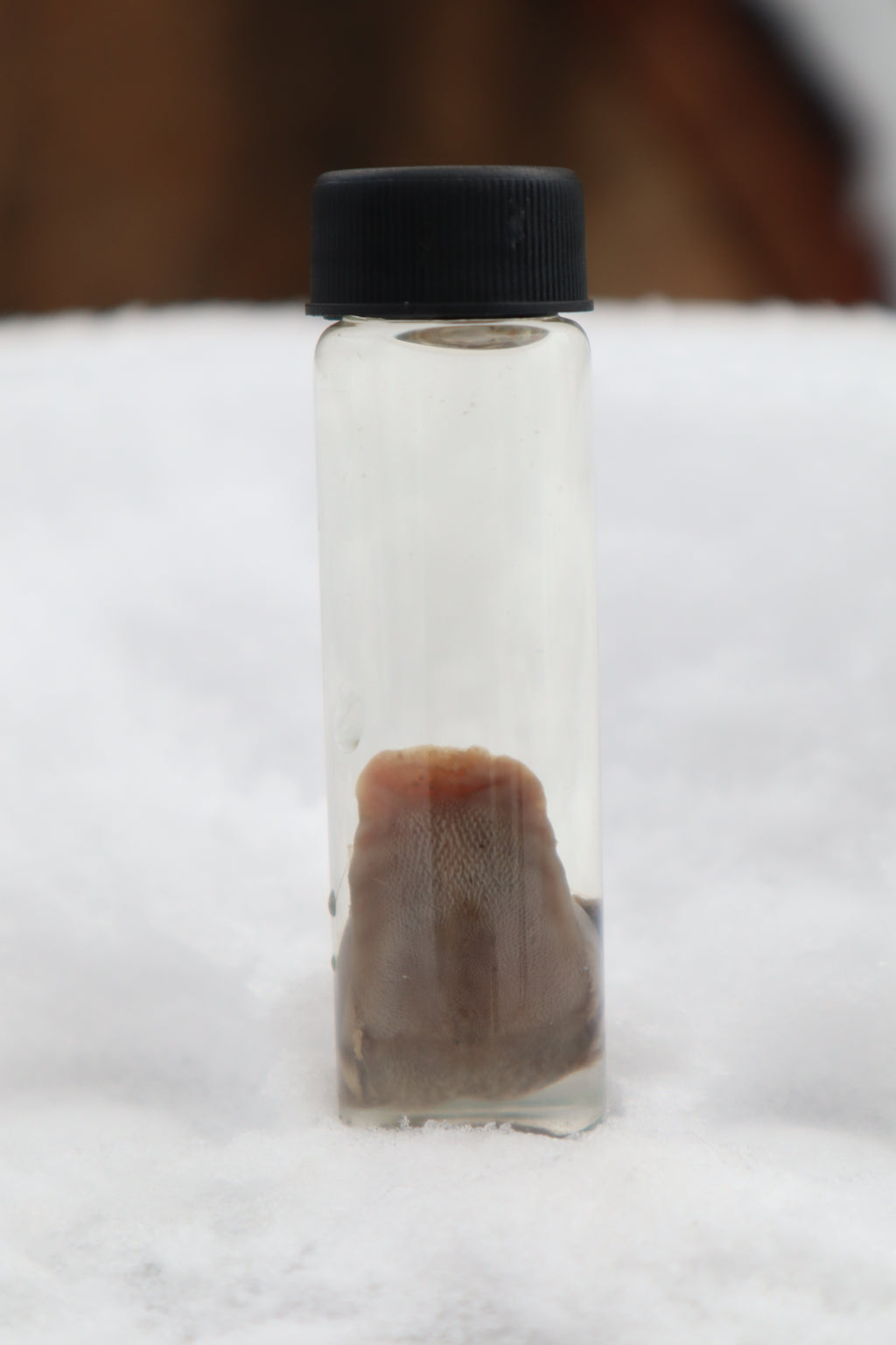 Kitten Tongue Wet Specimen