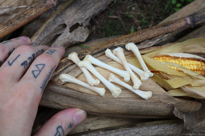 Kitten Bone Lot