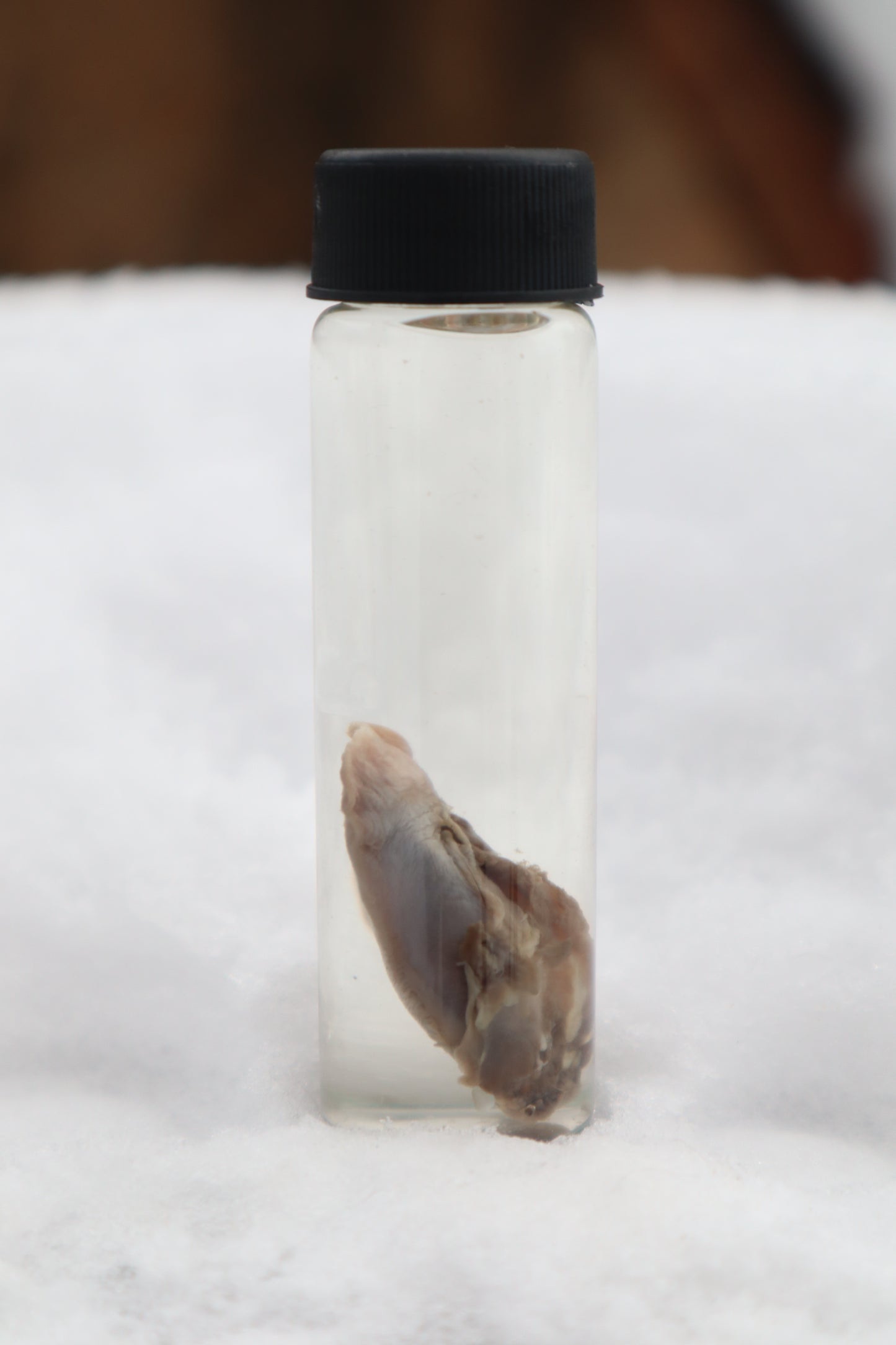 Kitten Tongue Wet Specimen