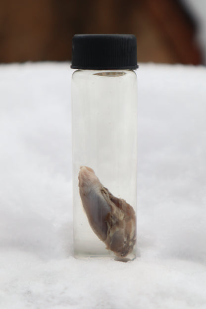 Kitten Tongue Wet Specimen