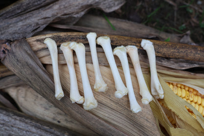 Kitten Bone Lot