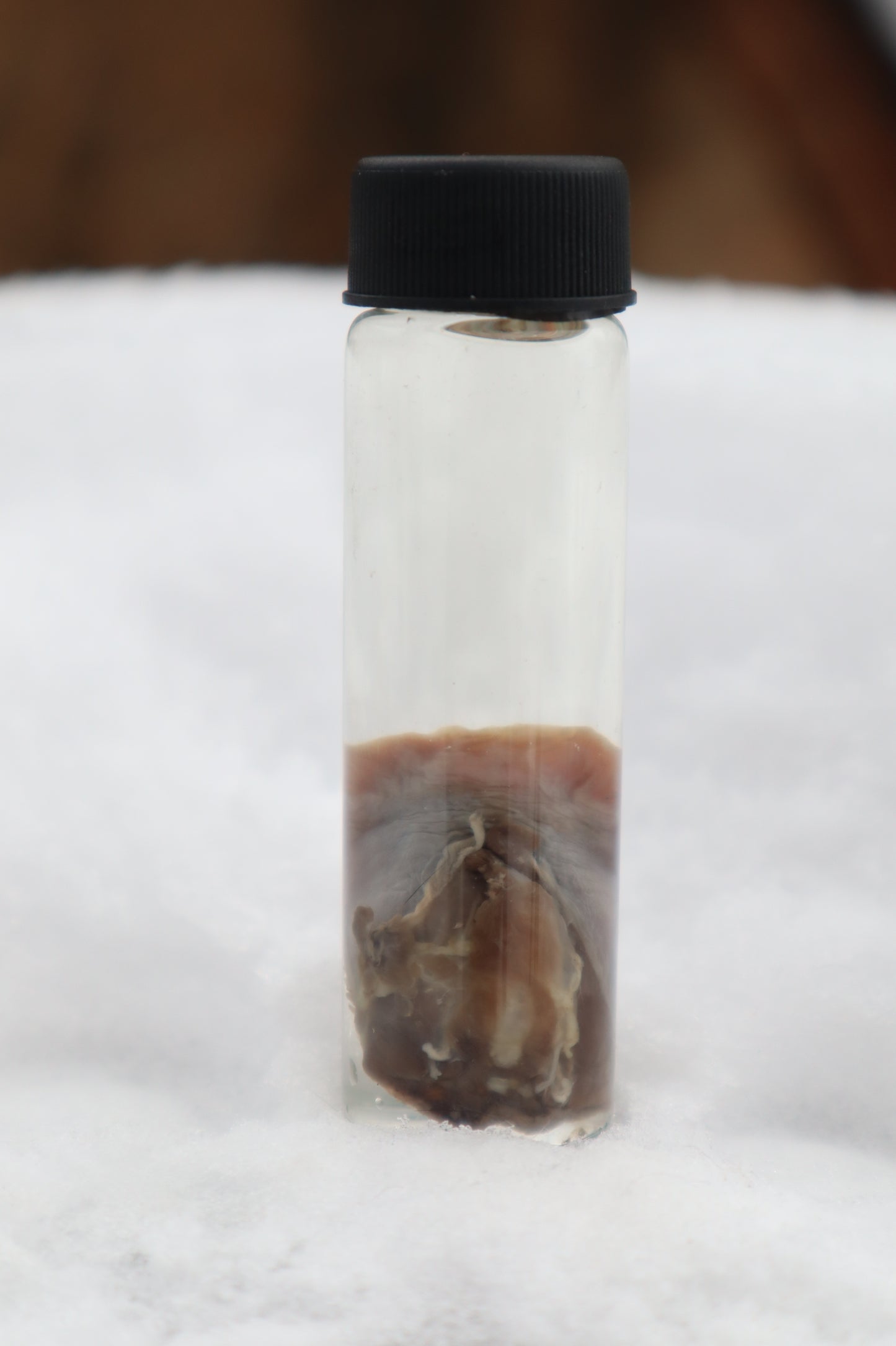 Kitten Tongue Wet Specimen