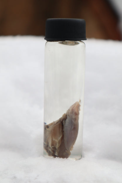 Kitten Tongue Wet Specimen