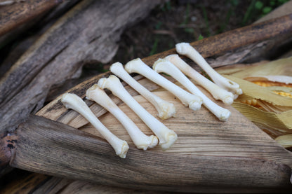 Kitten Bone Lot