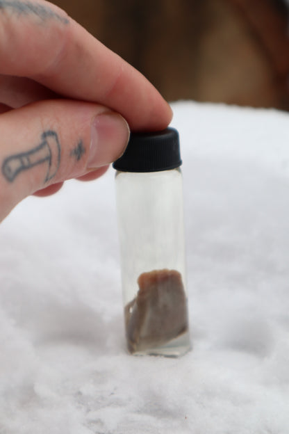 Kitten Tongue Wet Specimen