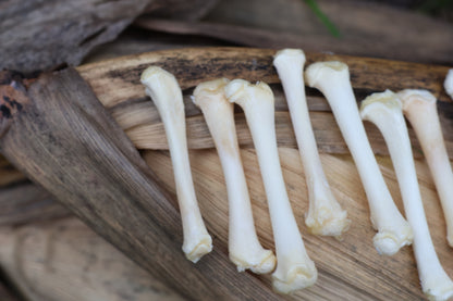 Kitten Bone Lot